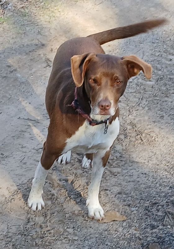 Lost Dog in Grand Saline — listing photo