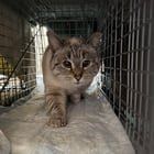 Found Cat in Detroit, Michigan — I co-founded a non-profit cat rescue that helps outdoor cats in Detroit, Hamtramck, & Highland…