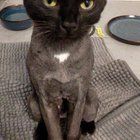 Lost Cat in K — listing photo