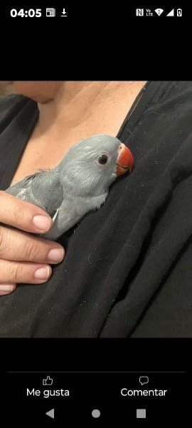 Lost Pet in El Paso, Texas — listing photo