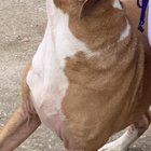 Lost Dog in Memphis, Tennessee — listing photo