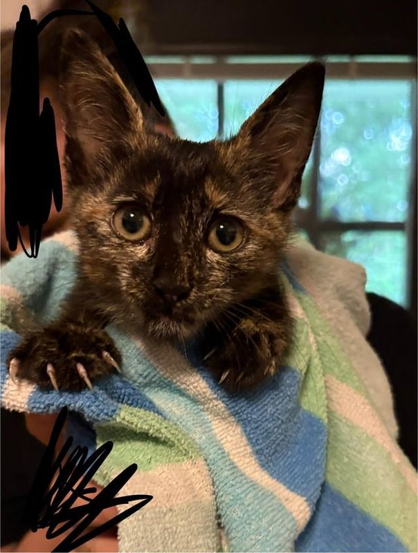 Found Dog in Charlotte, North Carolina — ** Urgent need for found kitten***