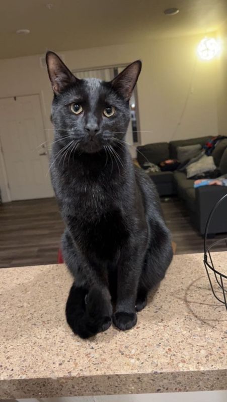 Lost Cat in Vallejo, California — listing photo