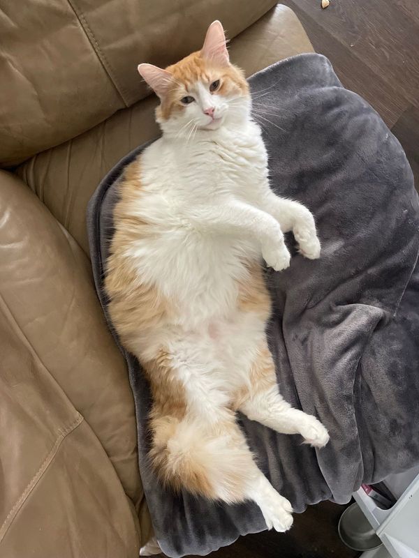 Lost Cat in San Marcos, California — listing photo