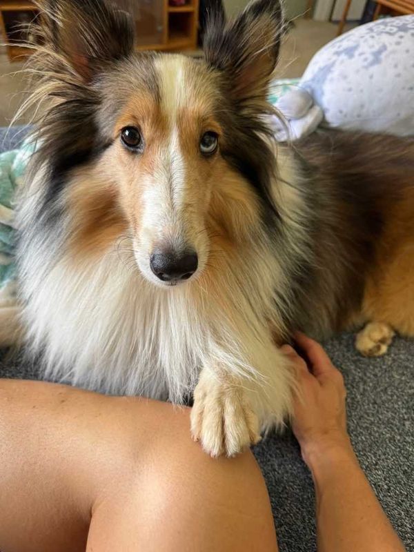 Lost Dog in Kapolei — listing photo