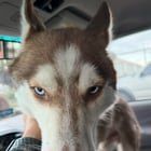Found Dog in Sacramento, California — Husky looking for a good home Roseville , CA