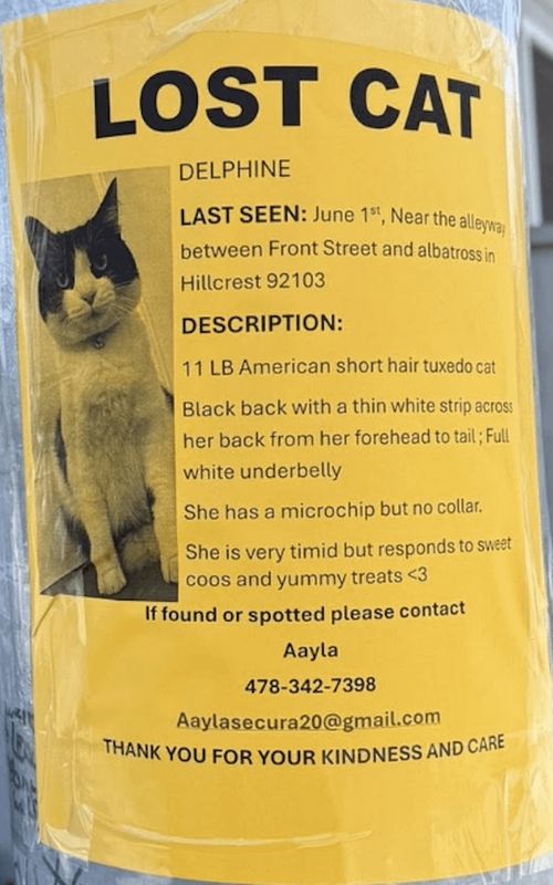 Lost Cat in San Diego, California — listing photo