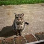 Found Cat in Dayton, Ohio — listing photo