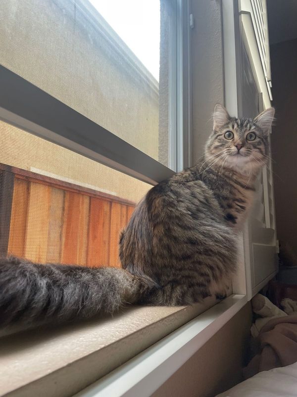 Lost Cat in San Ramon, California — listing photo