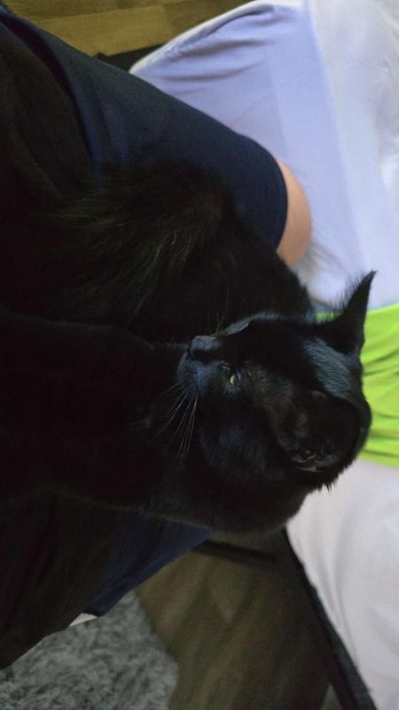 Lost Cat in Jacksonville, Florida — listing photo