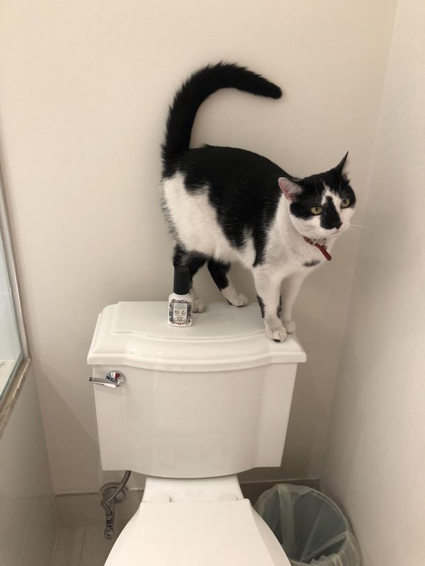 Lost Cat in Miami, Florida — listing photo