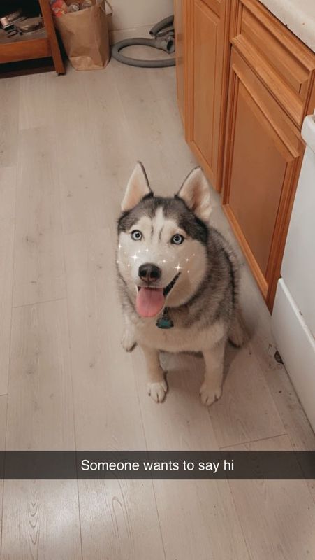 Lost Dog in San Rafael, California — listing photo