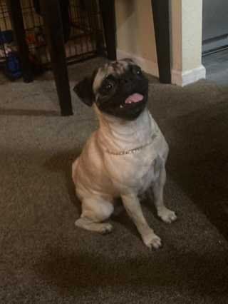 Lost Dog in Fort Worth, Texas — listing photo