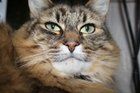 Found Cat in Spokane, Washington — Less expensive pet euthanasia