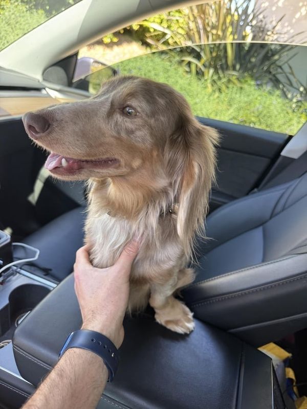 Lost Dog in San Diego, California — listing photo