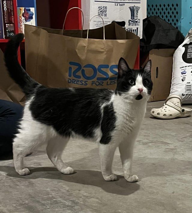 Lost Cat in Denver, Colorado — listing photo