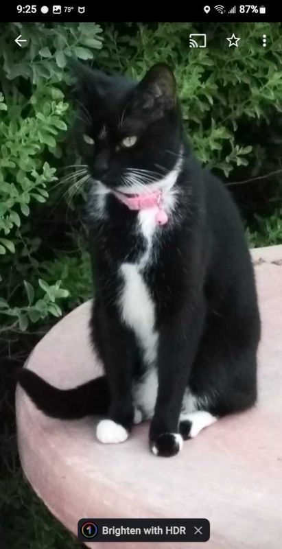 Lost Cat in Glendale, Arizona — listing photo