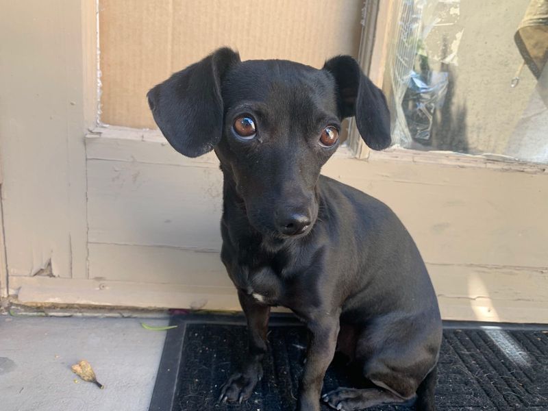 Found Dog in Phoenix, Arizona — listing photo