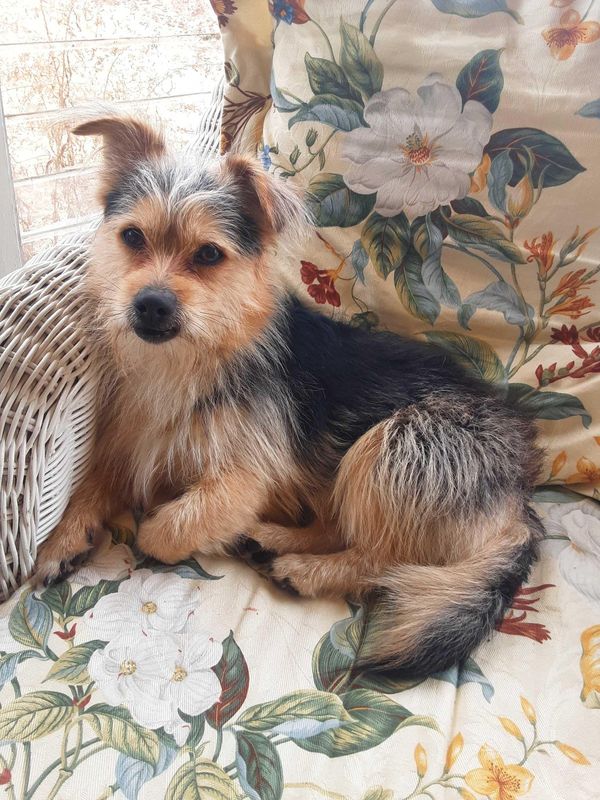 Found Dog in Indianapolis, Indiana — listing photo