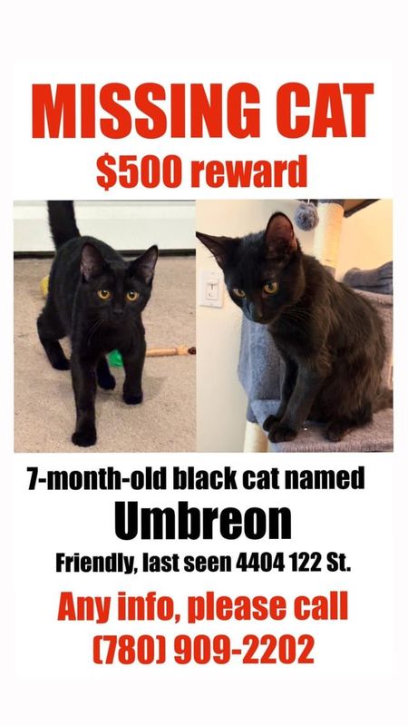 Lost Cat in K — listing photo