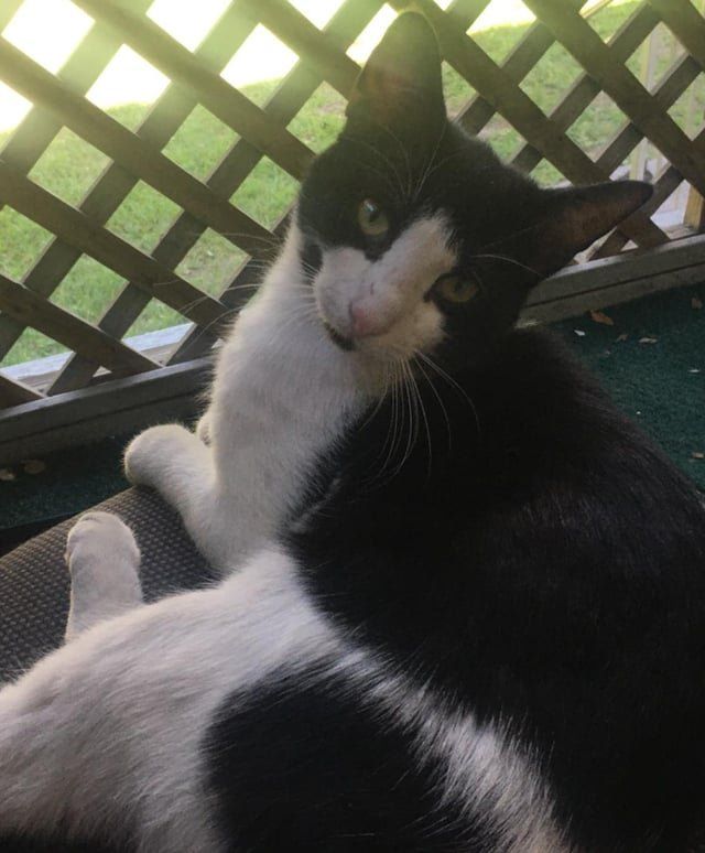 Lost Pet in Bell — Went missing today 😢orl. FL. He responds to the name of Panda 🐼 if found please contact…