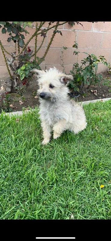 Lost Dog in Inglewood, California — listing photo