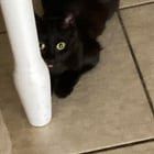 Lost Cat in Sacramento, California — anyone interested in a tiny 3 year old girl cat?