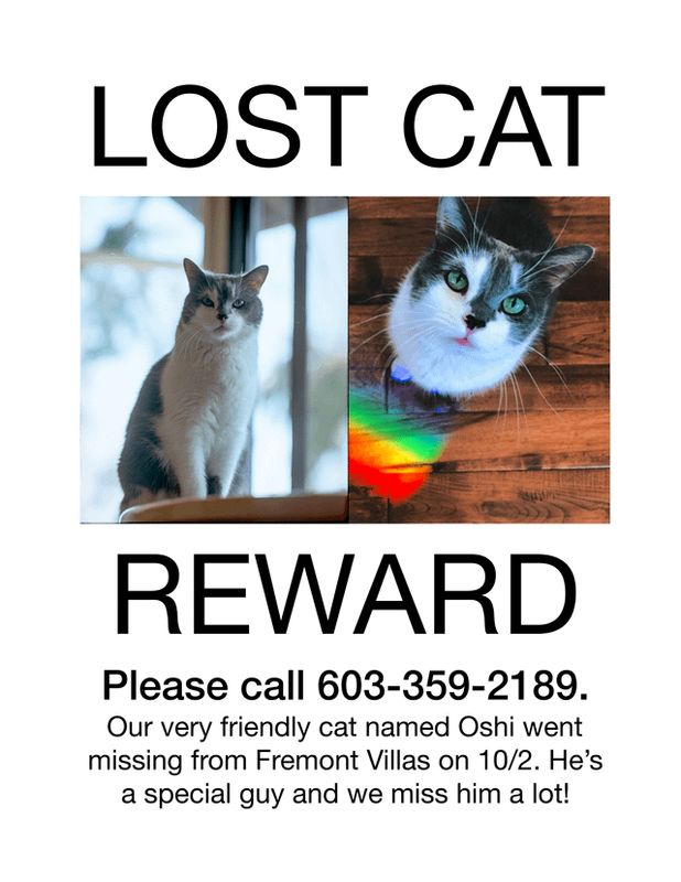 Lost Cat in Los Angeles, California — listing photo