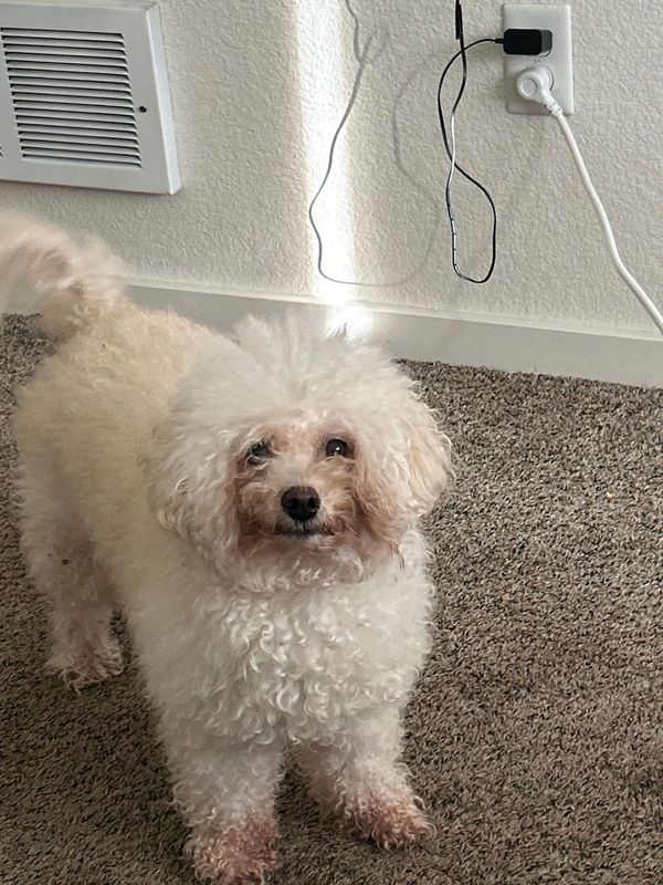 Lost Dog in Tukwila — listing photo