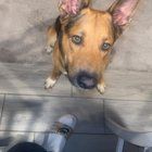 Lost Dog in Fort Worth, Texas — listing photo
