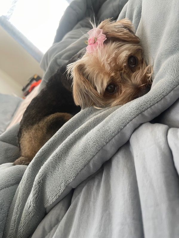Lost Dog in Avondale, Arizona — listing photo