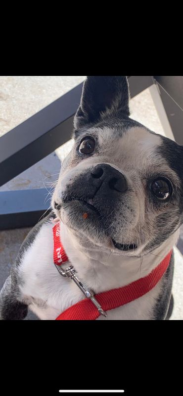 Lost Dog in Apache Junction, Arizona — listing photo