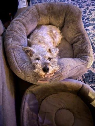 Lost Dog in Austin, Texas — listing photo
