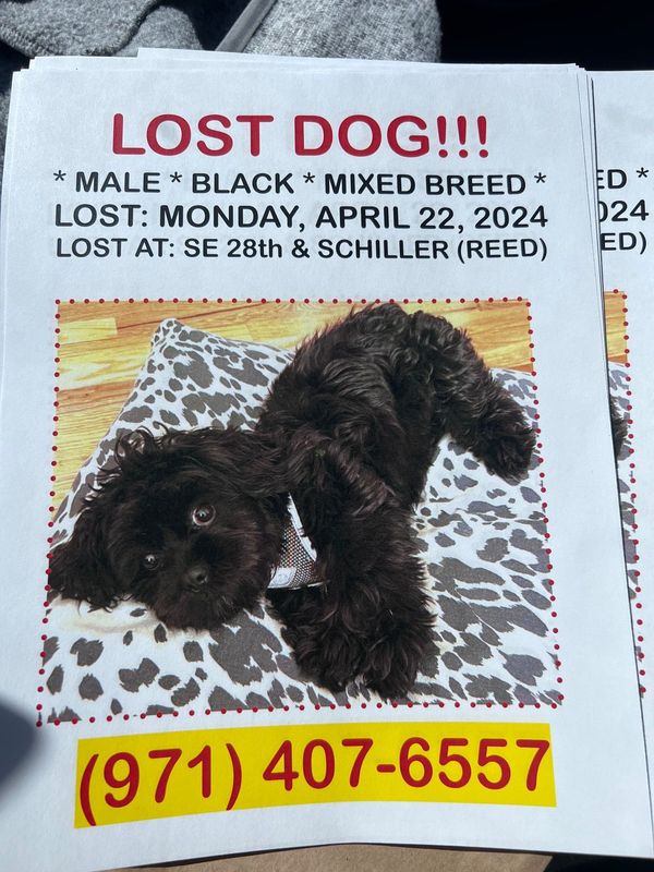 Lost Dog in Portland, Maine — listing photo