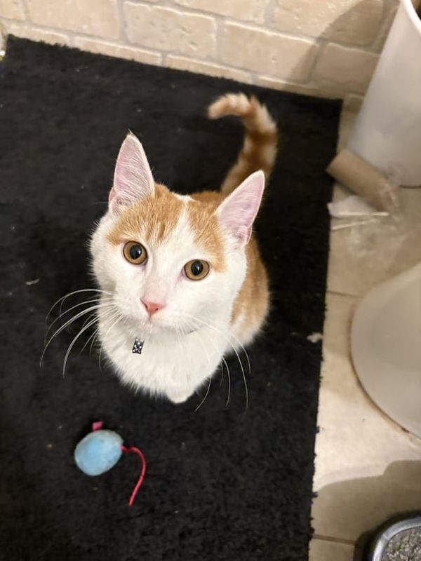 Found Cat in Memphis, Tennessee — listing photo