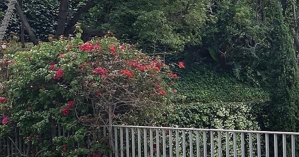 Lost Dog in Los Angeles, California — listing photo