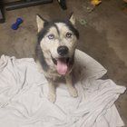 Lost Dog in Memphis, Tennessee — listing photo