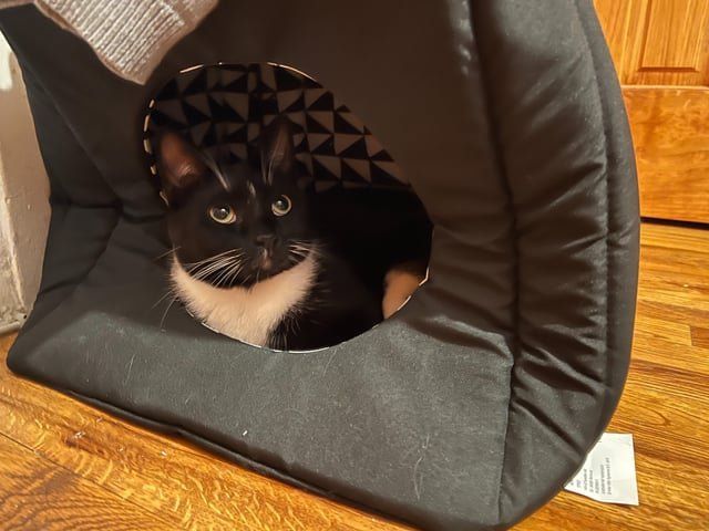 Lost Cat in New York, New York — Cat Still Missing - Bensonhurst