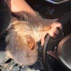 Found Dog in Sacramento, California — listing photo