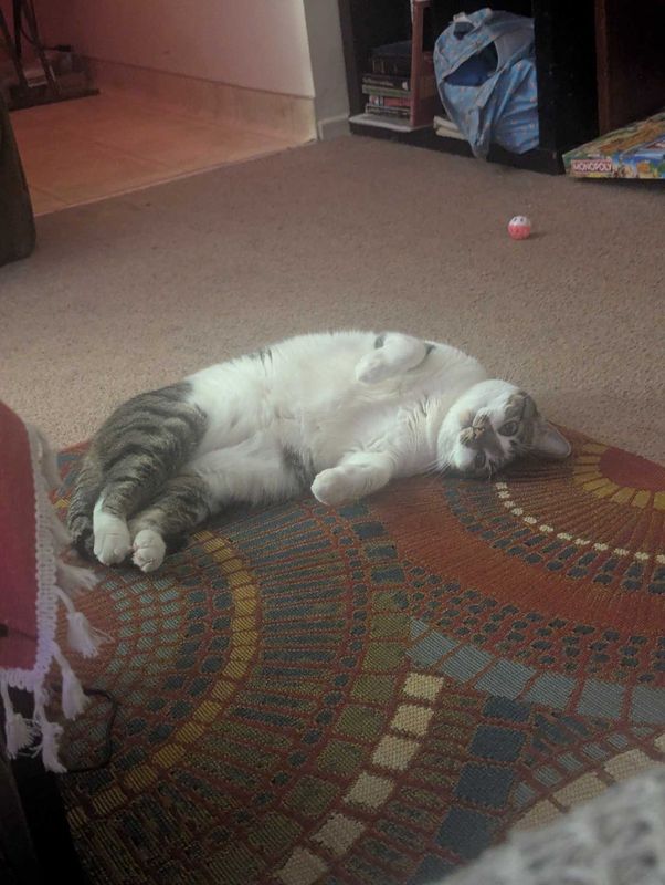 Lost Cat in Fresno, California — listing photo