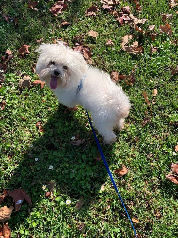 Lost Dog in Orange Park Acres — listing photo