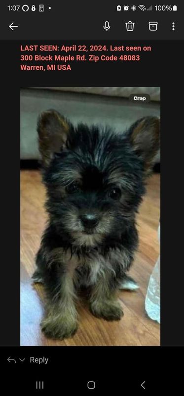 Lost Dog in Detroit, Michigan — listing photo