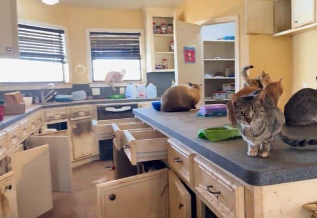 Found Cat in Houston, Texas — PHOTOS: More than 130 cats found living in drawers, closets, everywhere you can think at Grimes…