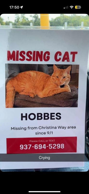 Lost Cat in Dayton, Ohio — listing photo