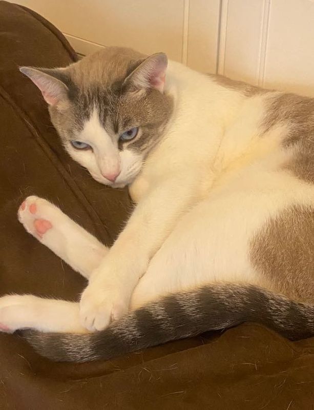 Lost Cat in West Covina, California — listing photo
