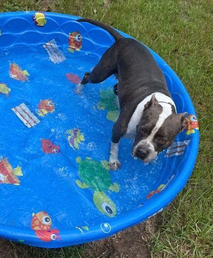 Lost Dog in Gaston — listing photo