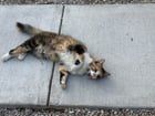 Lost Cat in Brentwood, California — listing photo