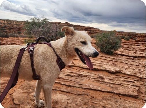 Lost Dog in El Paso, Texas — listing photo