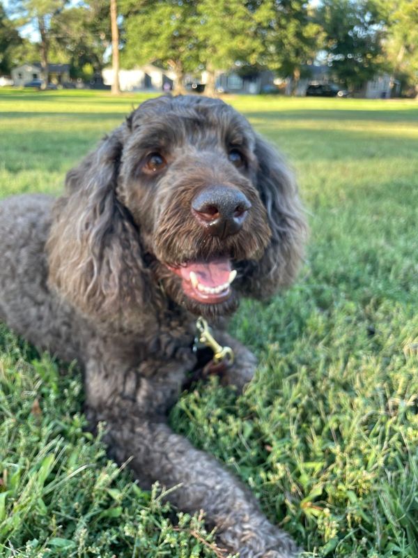 Lost Dog in Denver, Colorado — listing photo