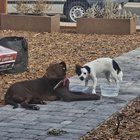 Found Dog in Mesa, Arizona — listing photo